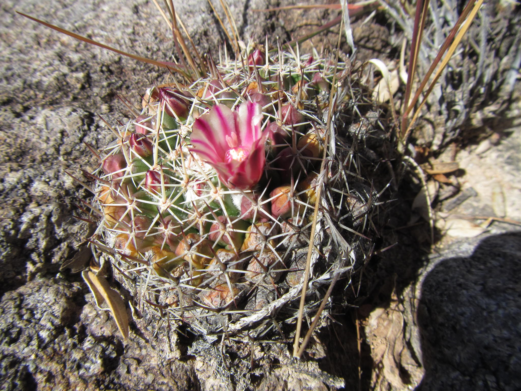 Mammillaria wagneriana var. tortulospina